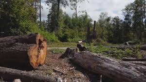 How Our Tree Care Process Works  in  Ramona, CA