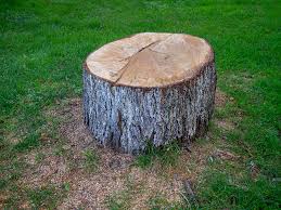 Best Root Management and Removal  in Ramona, CA