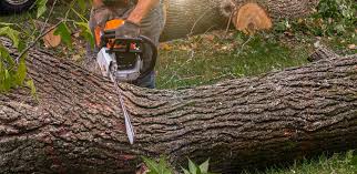 Best Weed Control  in Ramona, CA