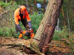 Best Lot and Land Clearing  in Ramona, CA