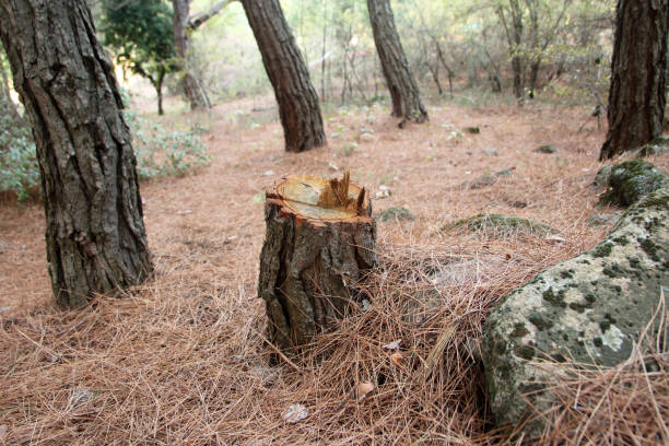 Trusted Ramona, CA Tree Care Experts