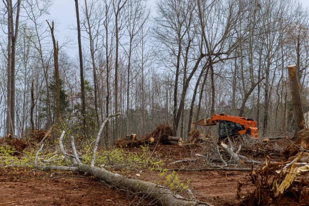Best Hazardous Tree Removal  in Ramona, CA