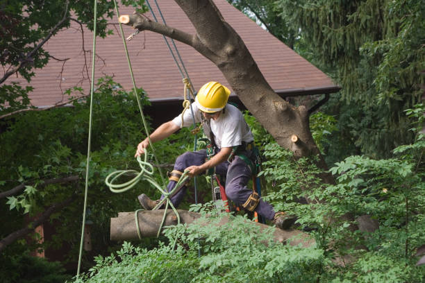 Lawn Watering Services in Ramona, CA