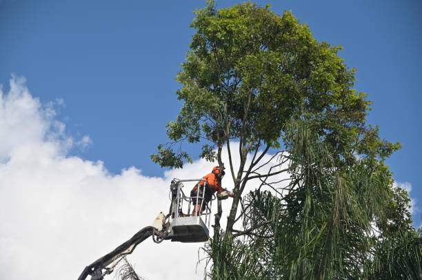 Best Lawn Maintenance Plans  in Ramona, CA