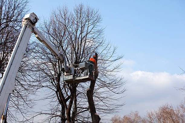 Best Stump Grinding and Removal  in Ramona, CA