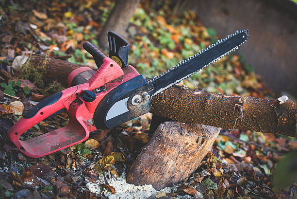 Best Tree Removal  in Ramona, CA