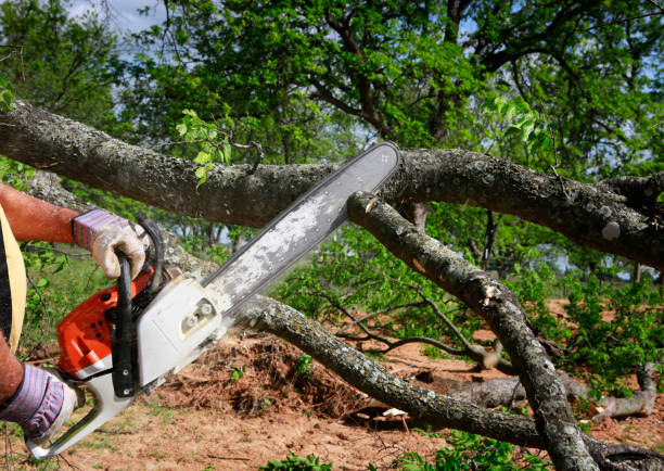 Best Storm Damage Tree Cleanup  in Ramona, CA