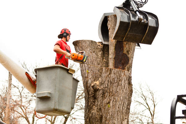 Best Tree Trimming and Pruning  in Ramona, CA