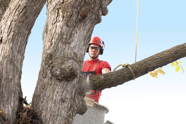Best Seasonal Cleanup (Spring/Fall)  in Ramona, CA