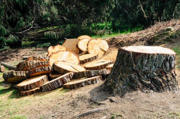Best Aeration Services  in Ramona, CA